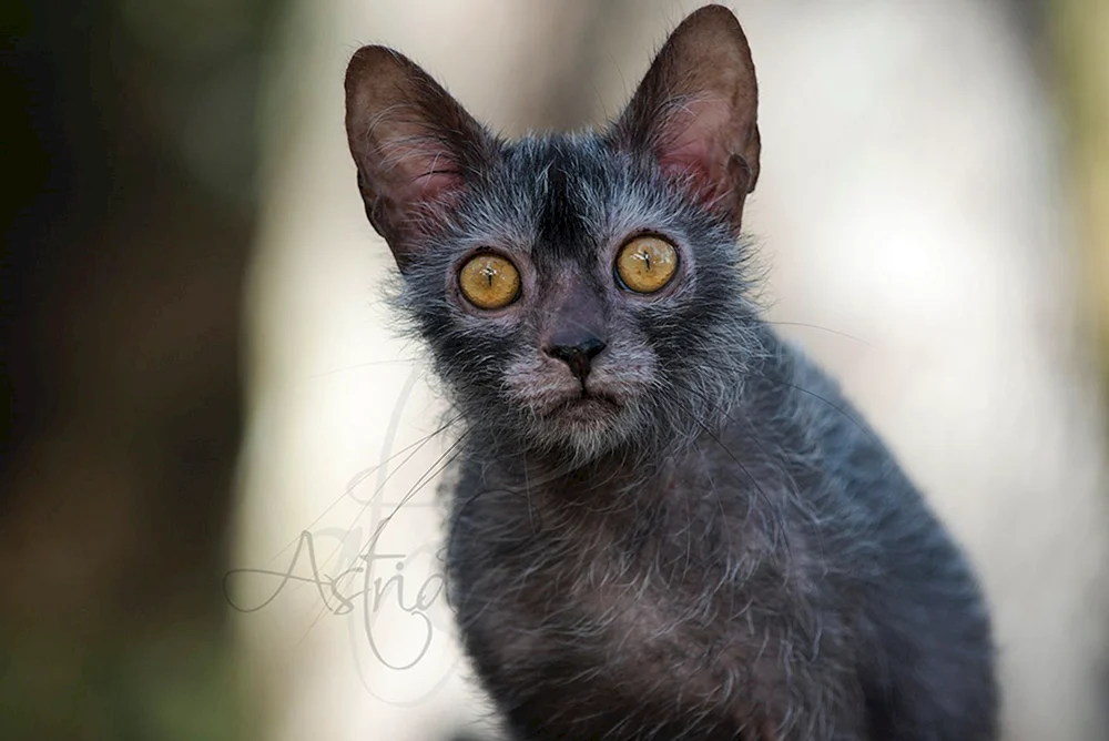 Likoi Katze Rasse