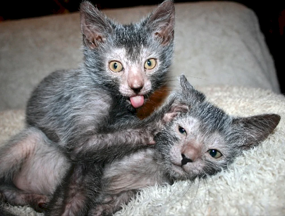 Likoi Katze Rasse