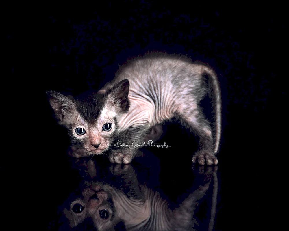 Likoi Katze Rasse