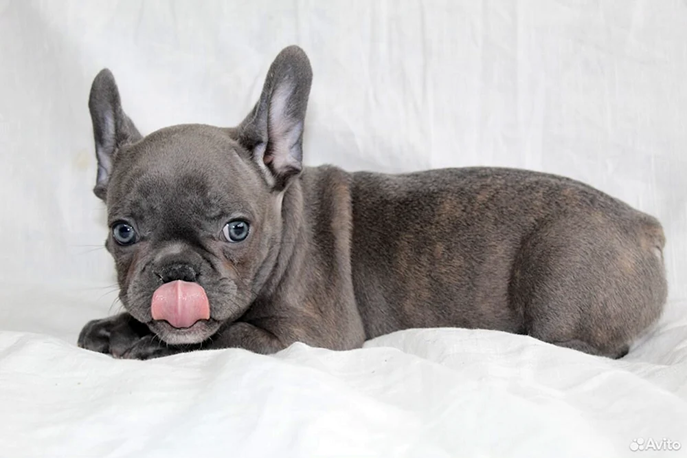 Blaue Französische Bulldogge