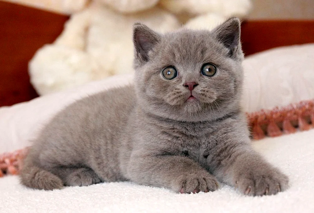 Lilac Katze Britisch Kätzchen