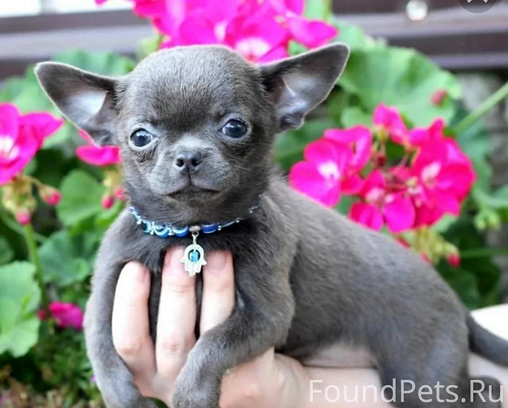 Chihuahua Merle langhaarig