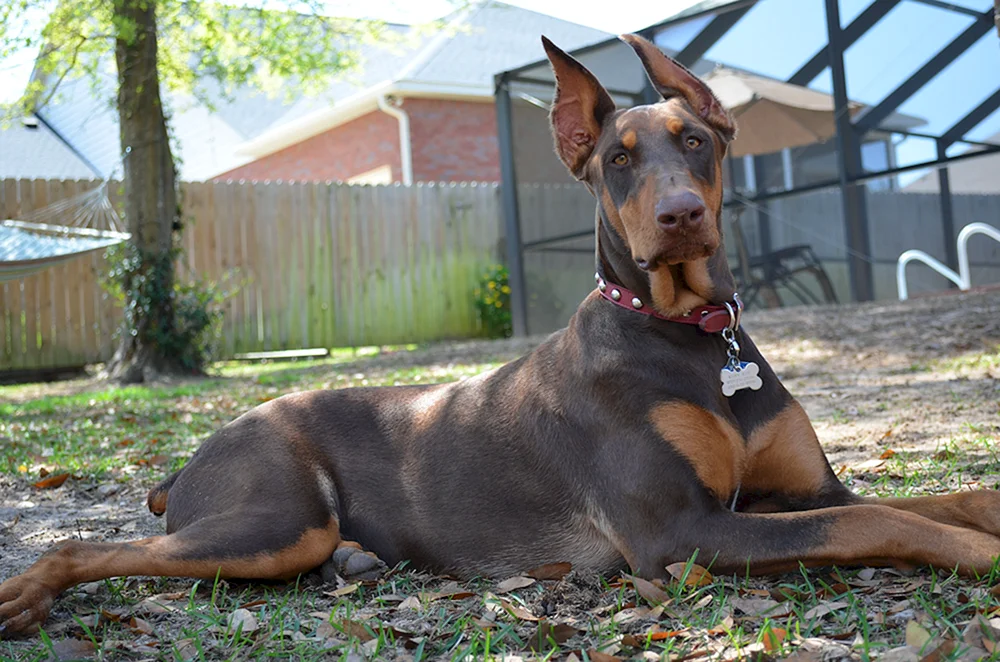 Lilac Dobermann