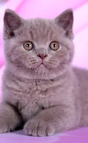 Lilac Katze Britisch