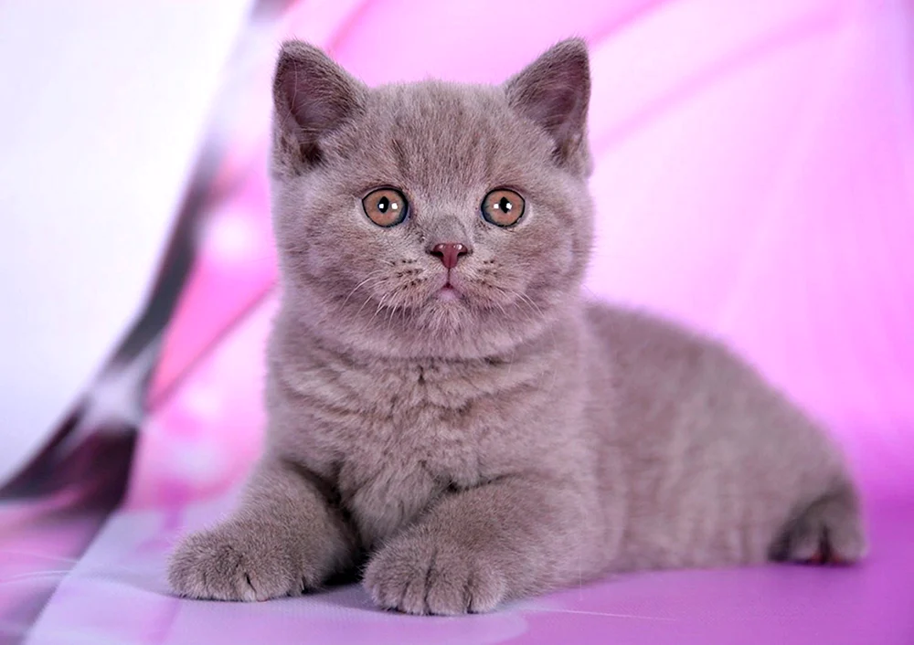 Lilac Katze Britisch