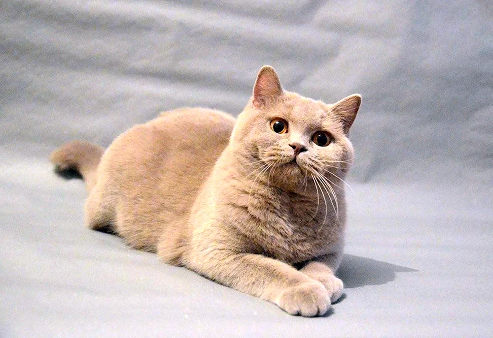 Lilac Katze Britisch
