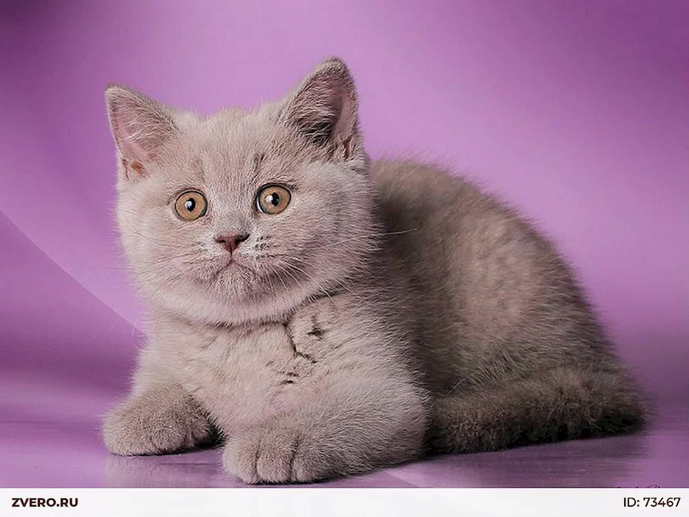 Lilac Katze Britisch