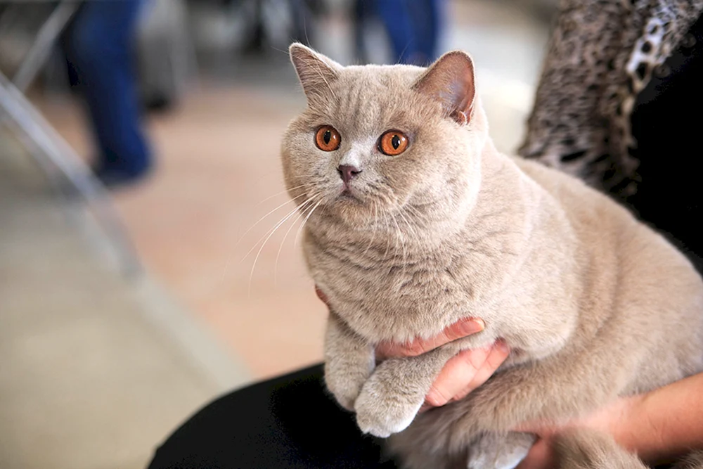 Lilac Katze Britisch
