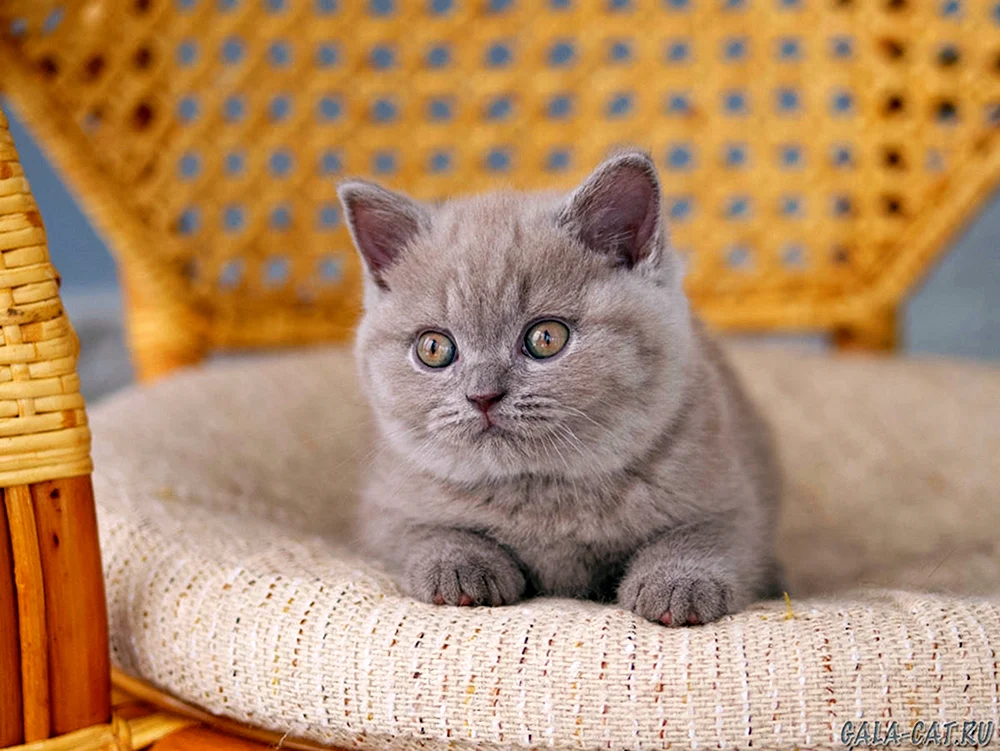 Lilac Katze Britisch