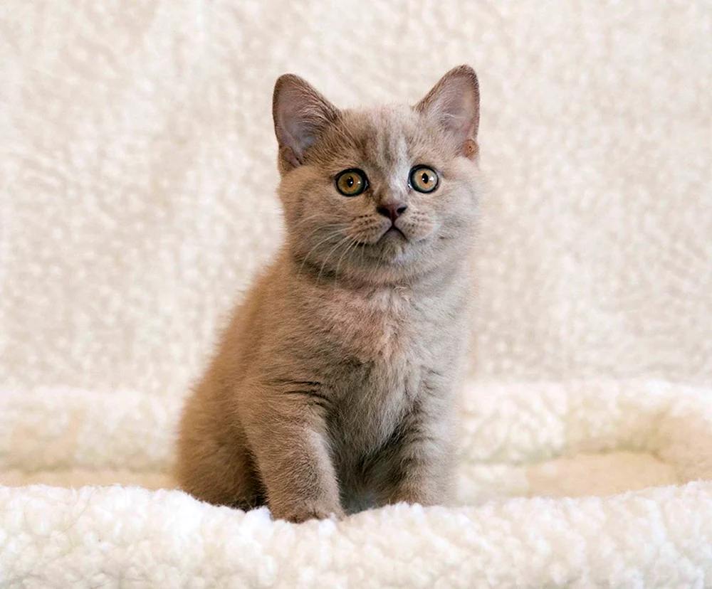 Mauve Katze britisch