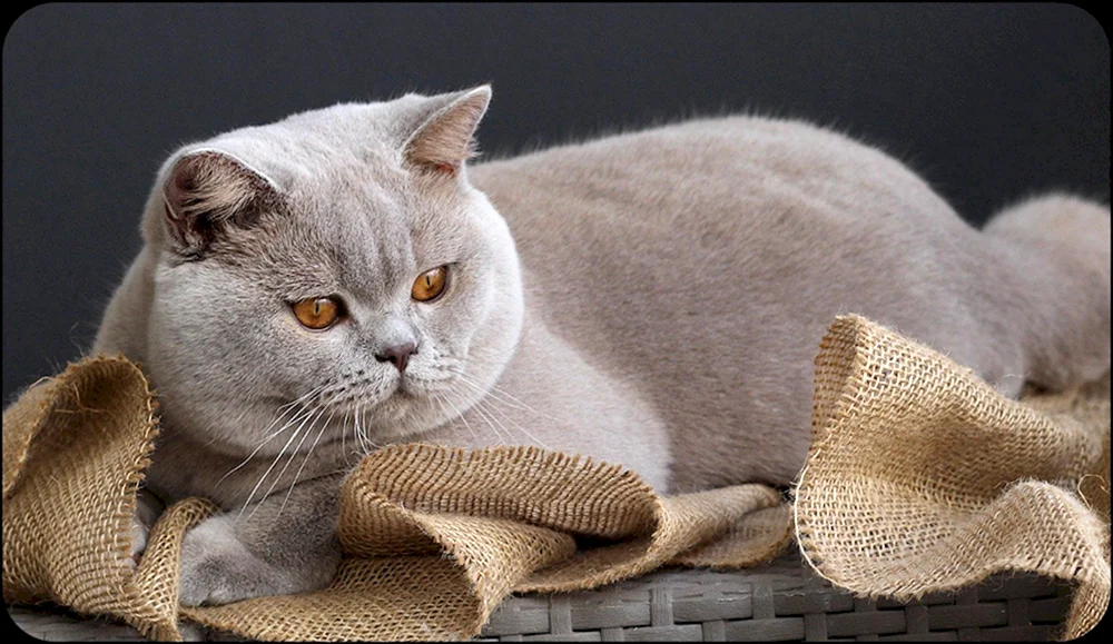 Lilac Katze britisch