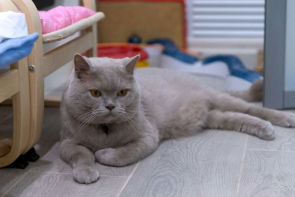 Lilac Katze britisch