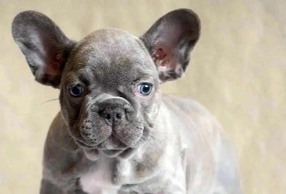 Lilac Merle Französische Bulldogge