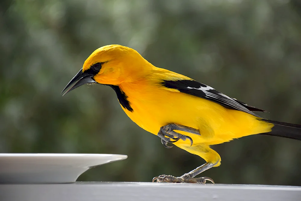 Gelber Vogelkanarienvogel