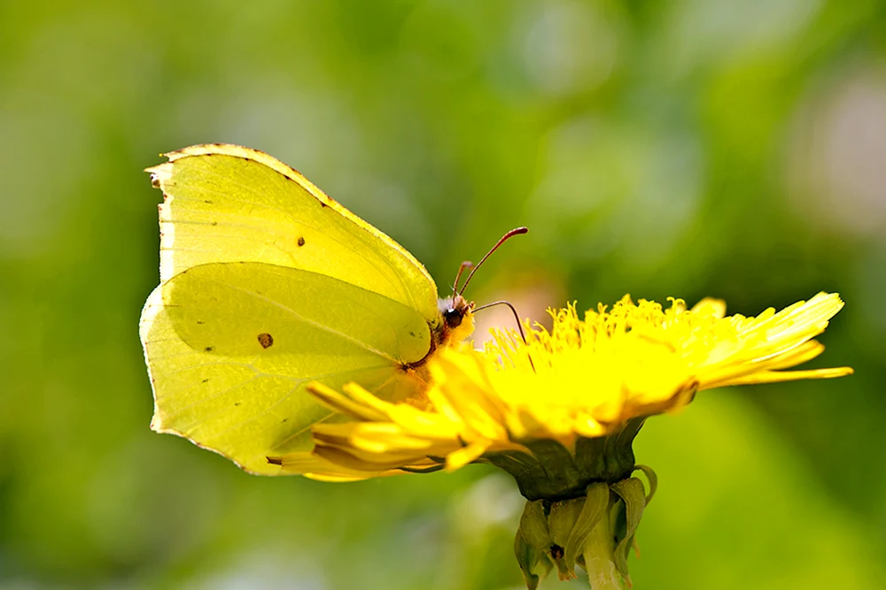 Lemonberry cruschina