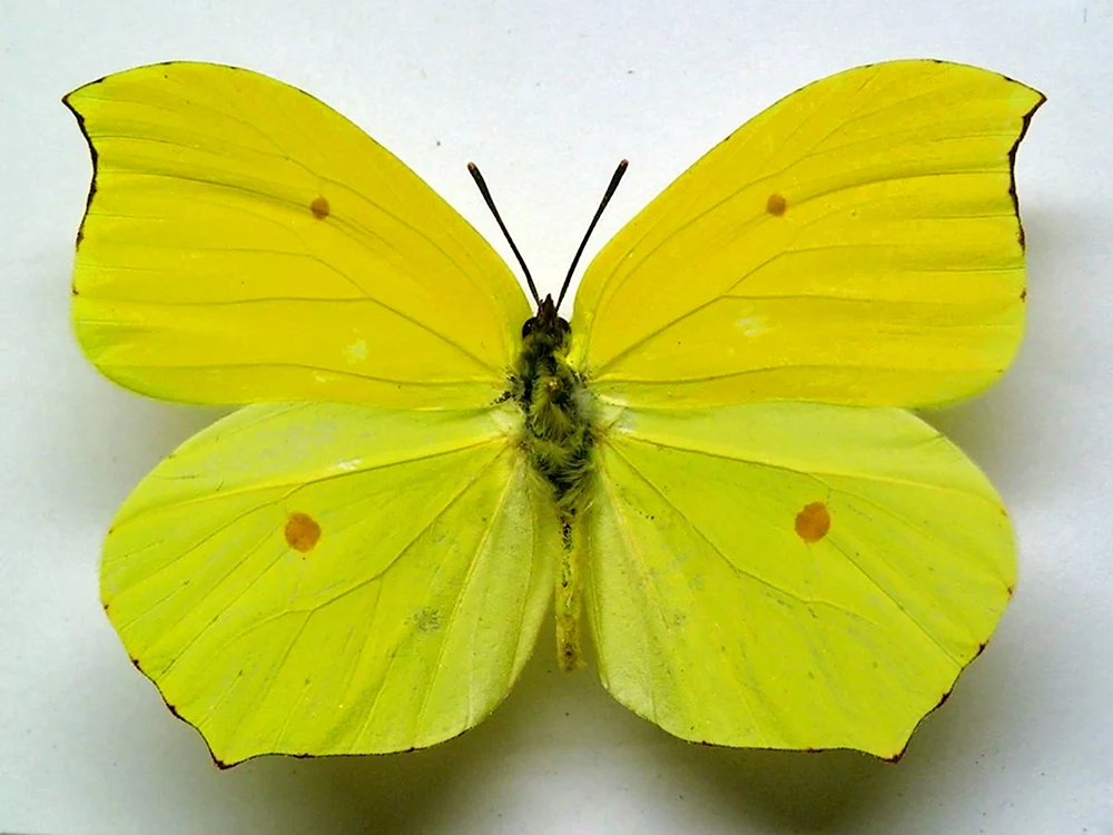 Gelber Schmetterling