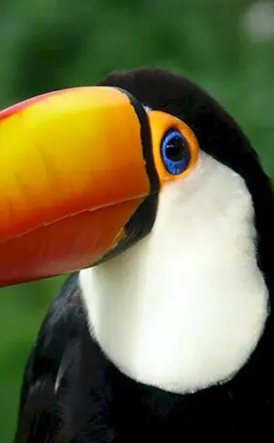 Zitronenkehltukan