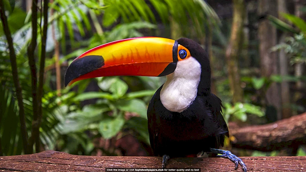 Selva-Amazonienvogel