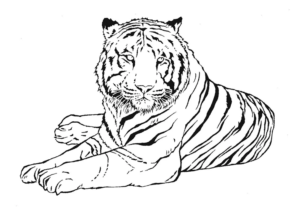 Limurischer Tigerrazucolraschka