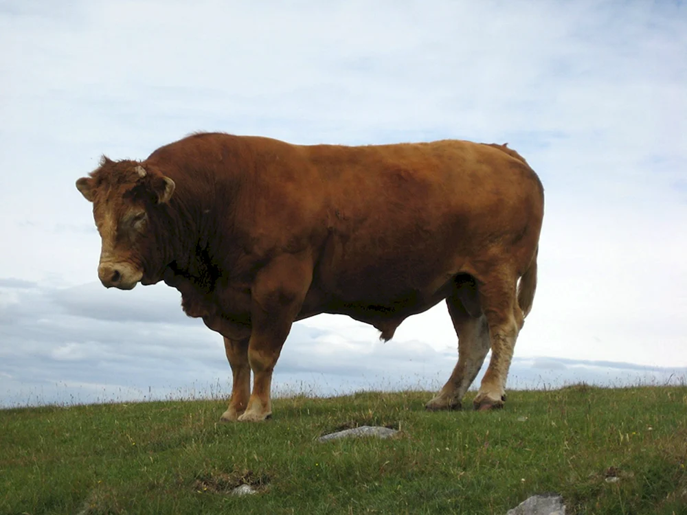 Limousin Rasse von Kühen