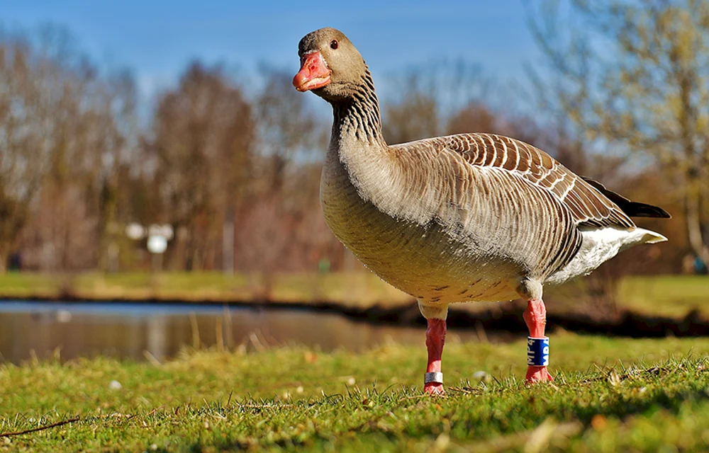 Adler Weißgans