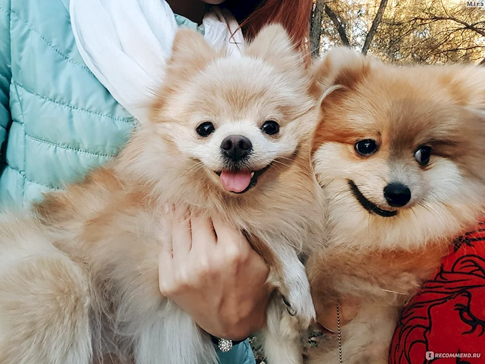 Pomeranian Spitz Foxy