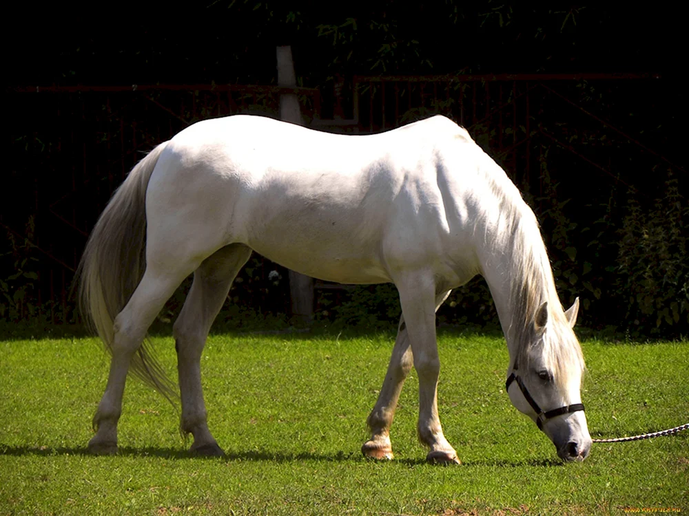 Schönes Pferd Mustang