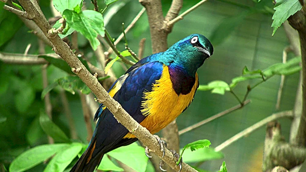 Leiervogel in Australien