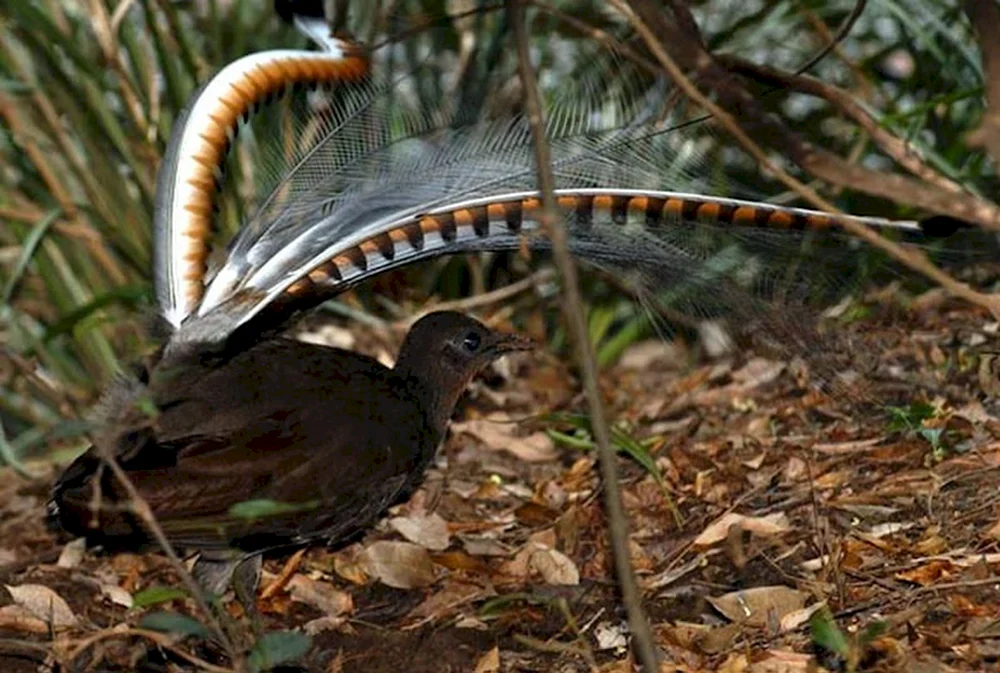 Leiervogel in Australien