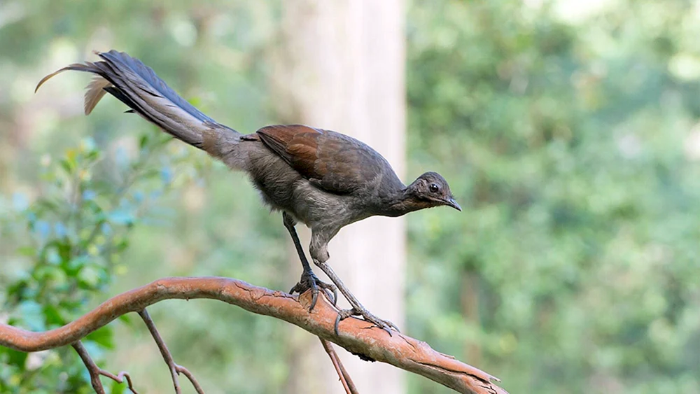Leiervogel in Australien in Australien