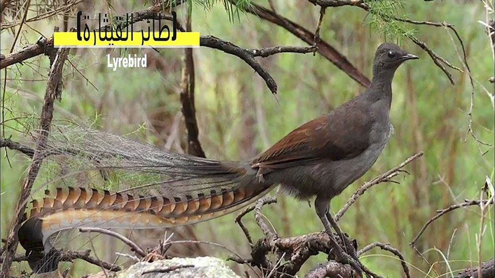 Exotische Vögel