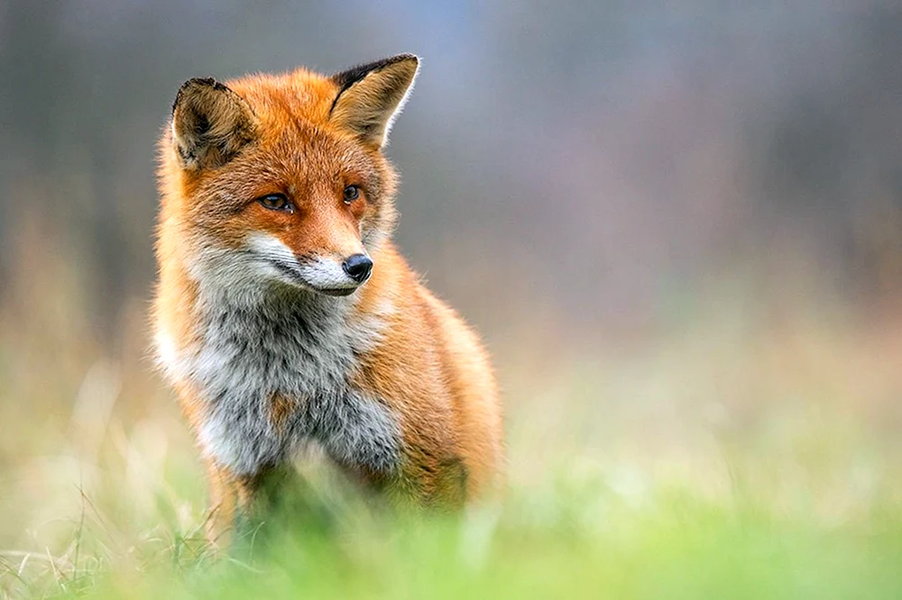 Schöner Fuchs