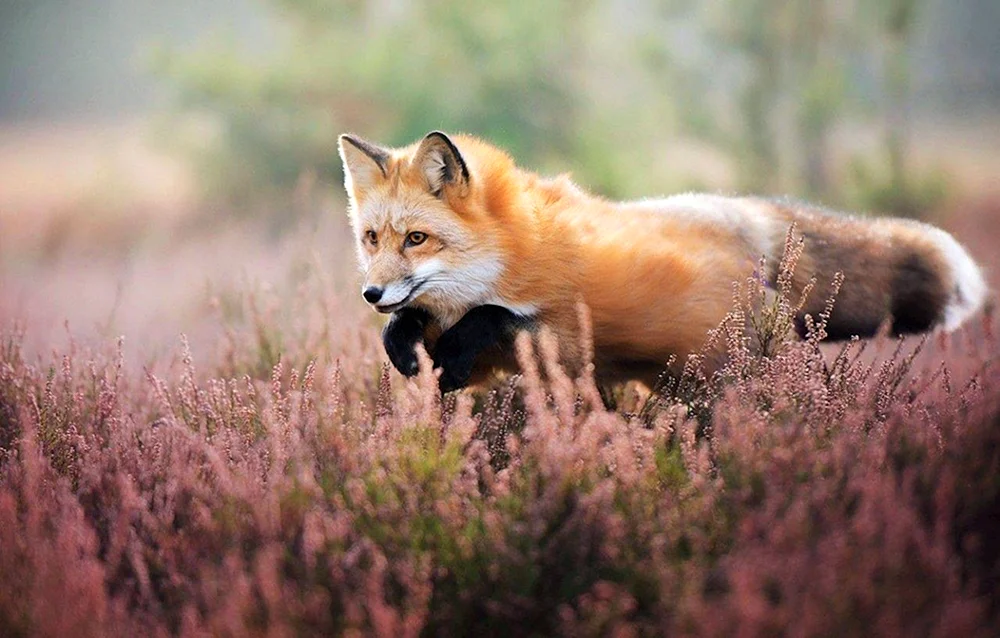 Tierkunst