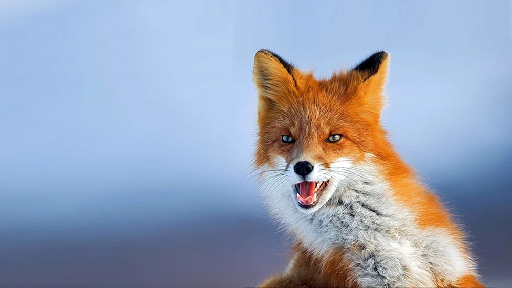 Lisichka Patrykeevna Polarfuchs