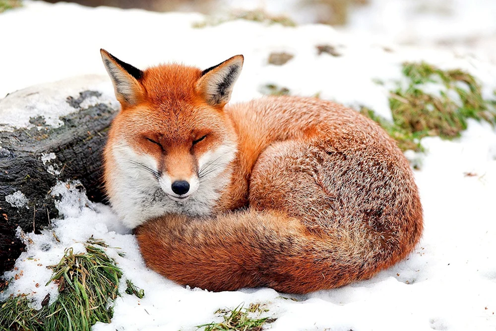 Anadyr gewöhnlicher Fuchs