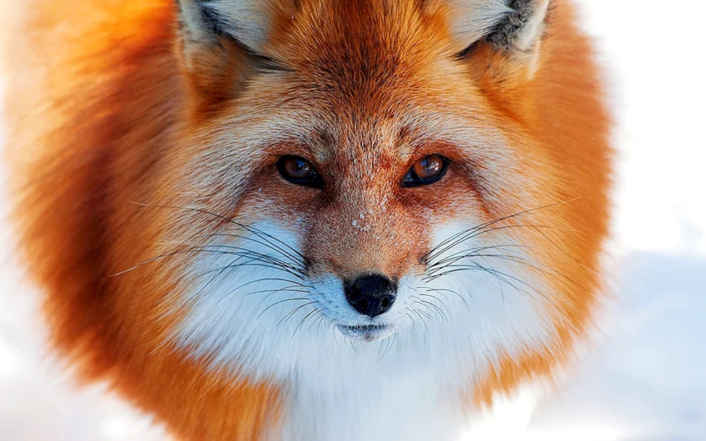Ordinärer Fuchs