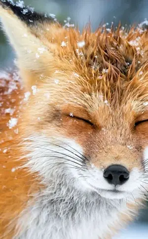 Fuchs