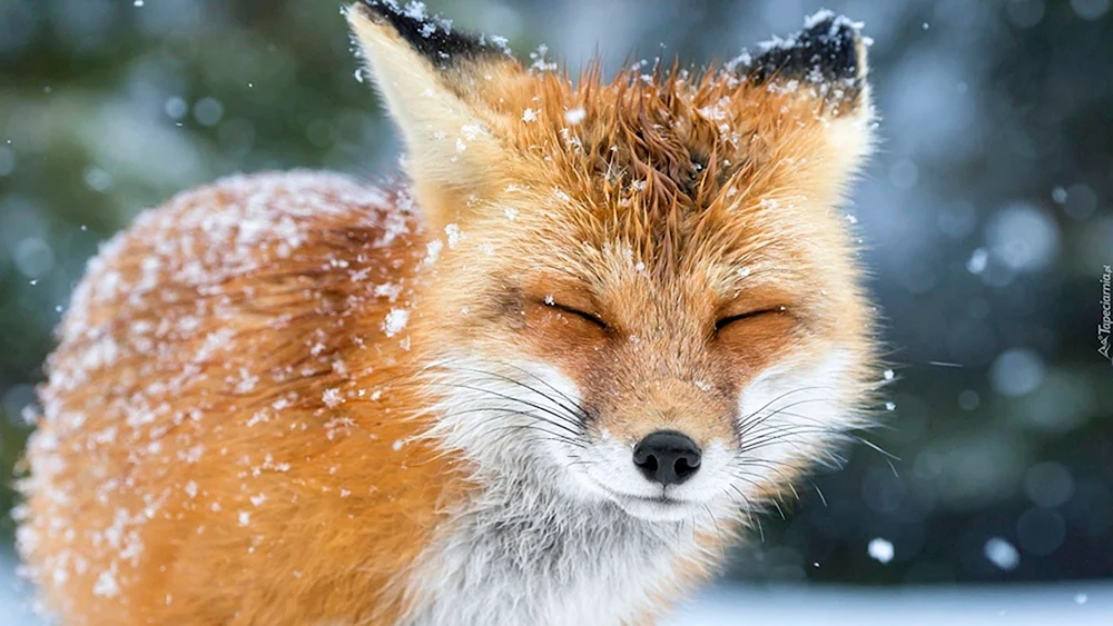 Fuchs