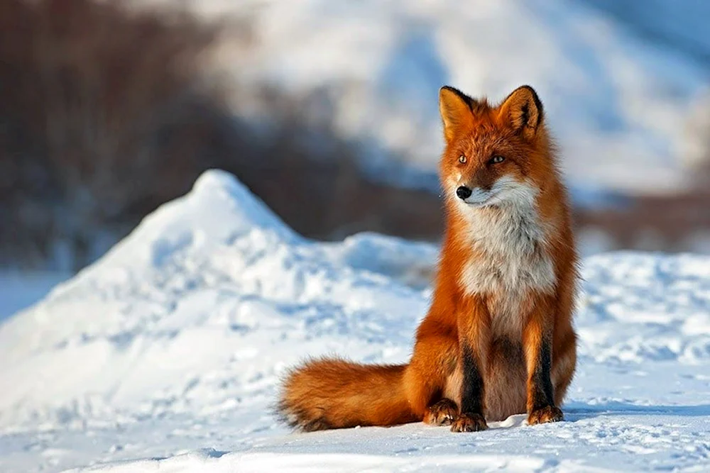 Anadyr Fuchs