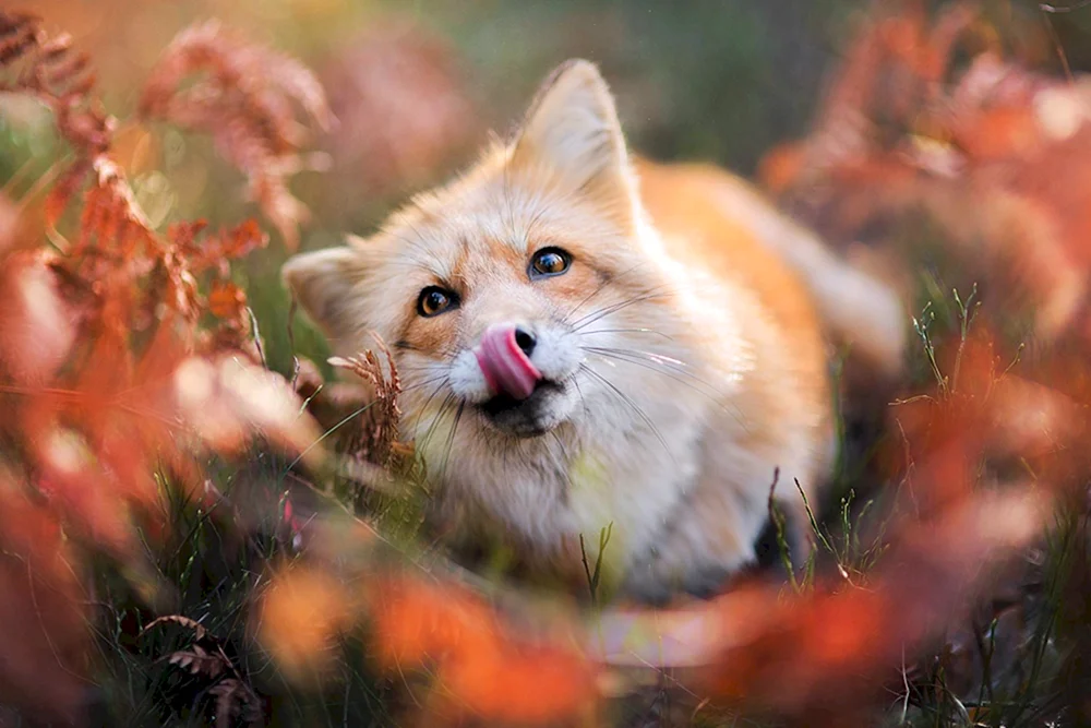 Herbsttiere