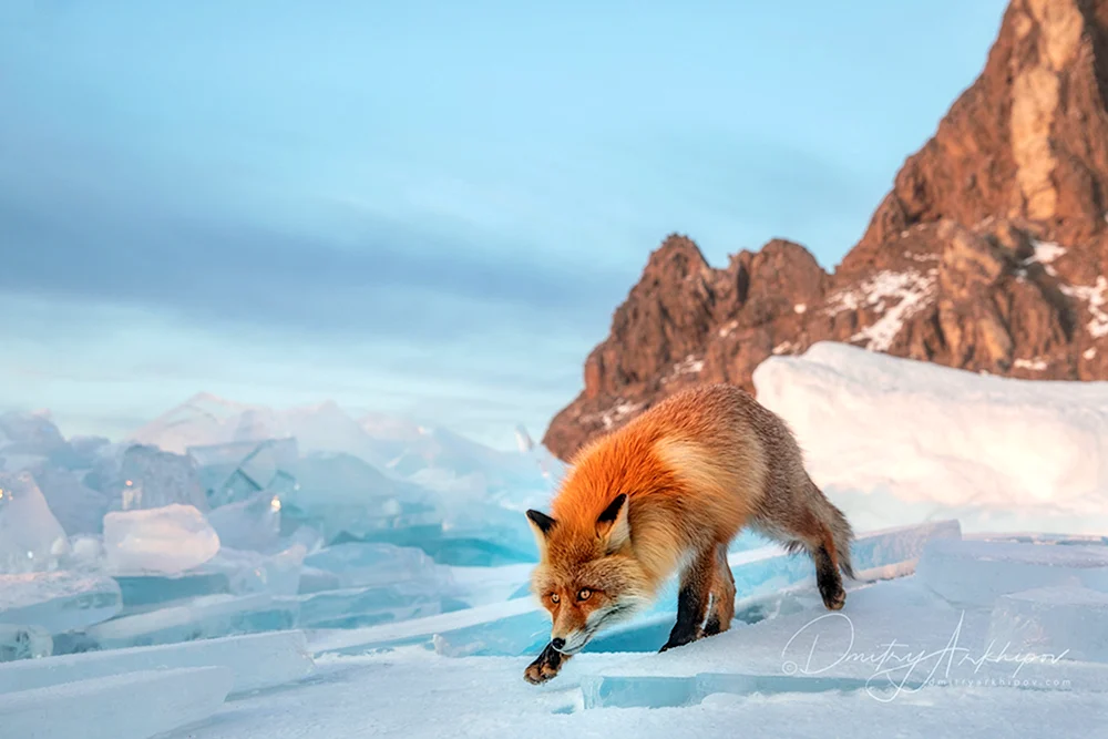 Flora und Fauna des Baikalsees