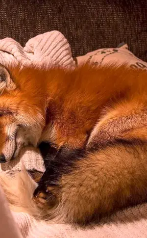 Fuchs Wacholder