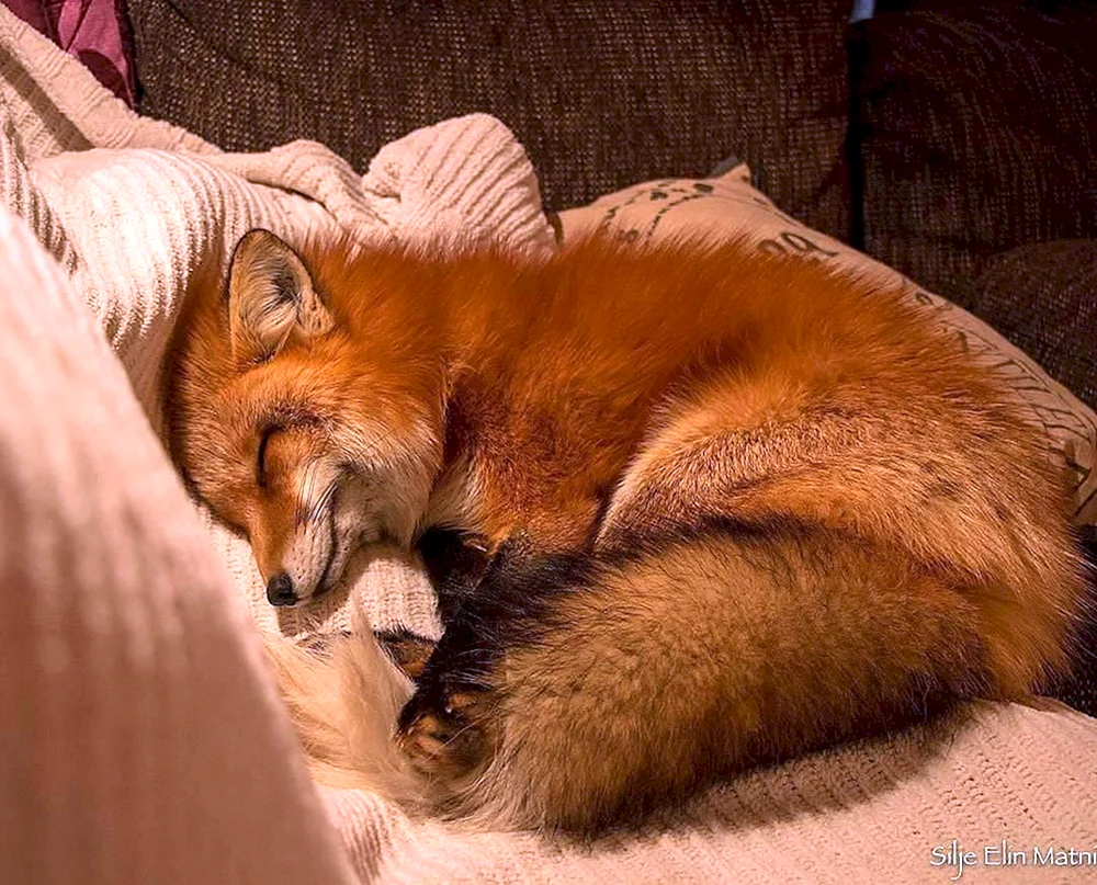Fuchs Wacholder