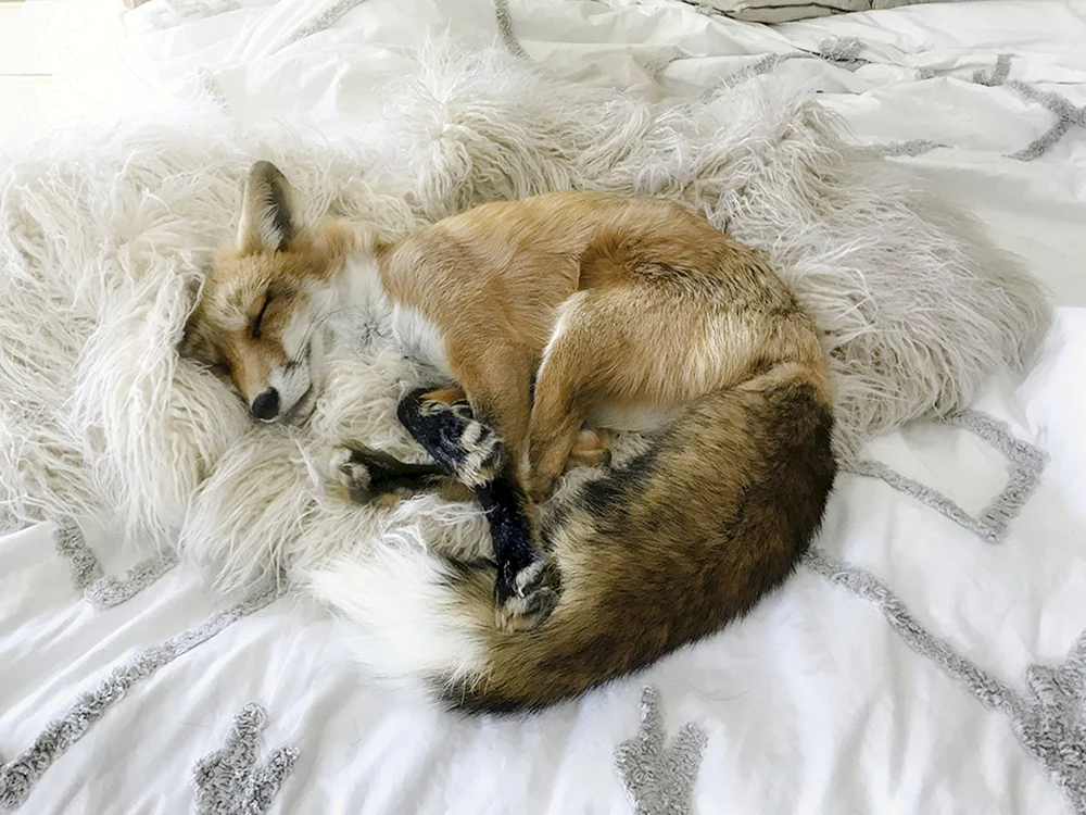 Juniper