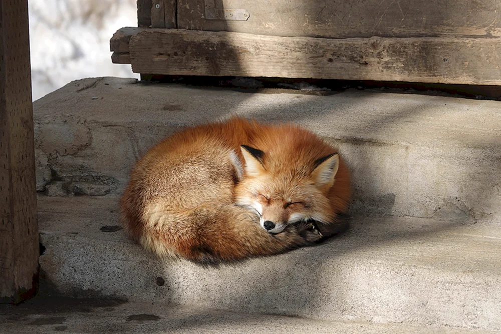 Kiut Fuchs