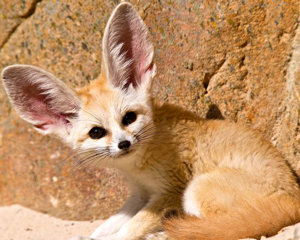 Fuchs feneq