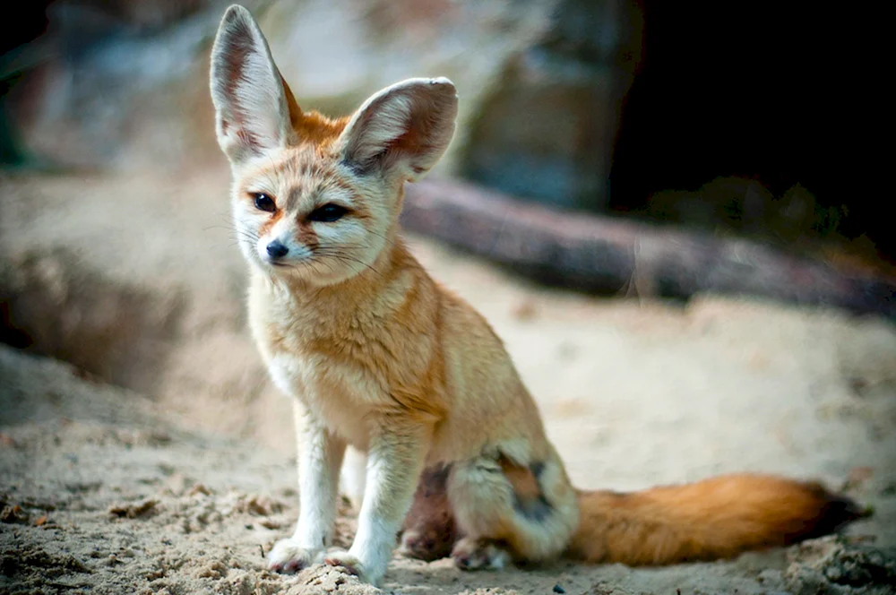 Foxes fenech