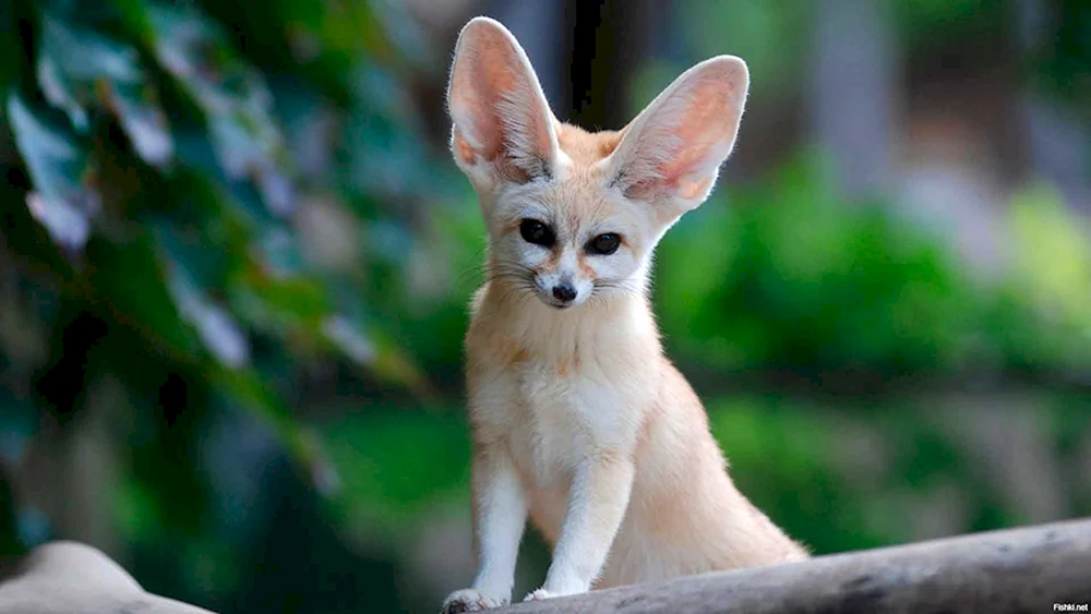 Fuchs feneq