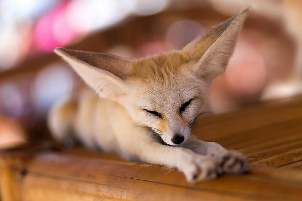 Foxes fenech
