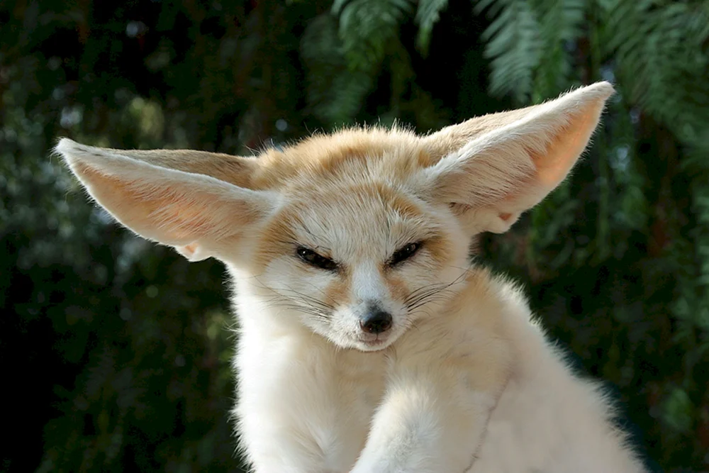 Foxes fenech